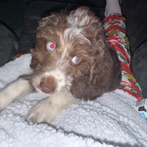 Meet your Posher, Alexis